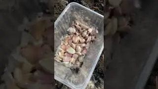 Посадка ярового чеснока что бы вырос чеснок крупный !