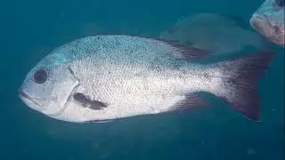 Facts: The Black and White Snapper