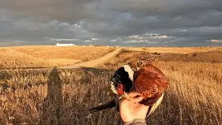 Heavy Cover, Educated Birds - SD Pheasant Hunting