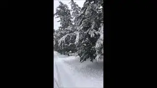 Trees That can stand Snow Loads