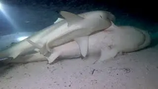 ENTRE TIBURONES: Documental completo (4K)
