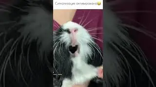 П- паника😅#shorts #морскиесвинки##животные#топ