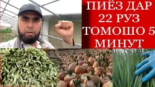 7 МОХА ПИЁЗ ДАР 22руз, ТАЁР ШУД ТАМОШО 5мин ОХИРОН ПИЁЗ ДАР ГАРМХОНА !!!