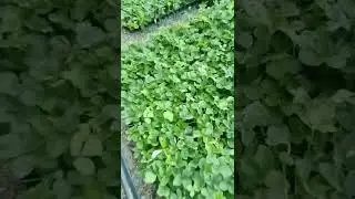 рассада клубники Мурано и клери