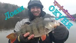 Ловля трофейного окуня с лодки зимой