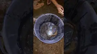 Mancing lubang belut sawah #mancing #petualang #belut #ikan
