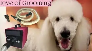 How to dry a standard poodle using a high velocity dryer