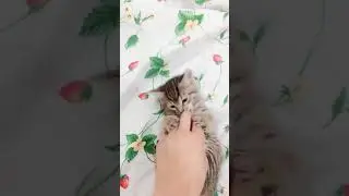Ми ми ми