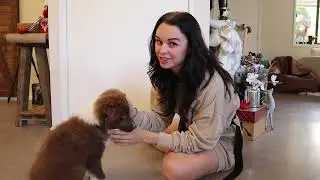 Border Collie Puppy Tricks + Training Session