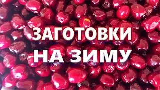 WINTER PREP 🍒 SWEET CHERRIES and APRICOTS Seasonal freezing!
