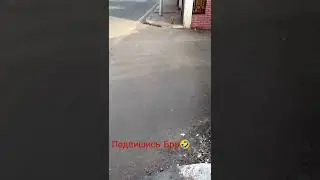 Как писают Египетские кошки🤣🤣🤣