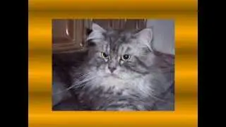 The Best of Perser Cats