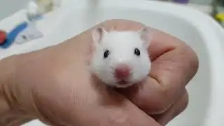 Сынок Снежка  Эксперимент удался!