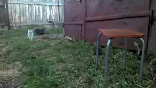 Ежи во дворе дома