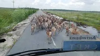 Наглость зашкаливает!!! 😁🦌🦌🦌