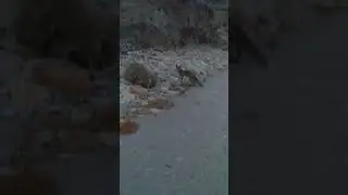 Дикая природа лисенок сегодня на Черном море