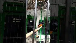 pagi2 kesurupan love bird