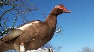 Что с утаком и кто гусь, кто гусыня, вот в чем вопрос🤔