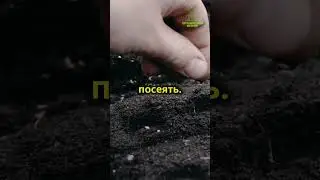 Как вырастить большой урожай #урожай #сад #огород #как #вырастить #100%  #shorts