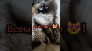 Всем привет от Пуха! Мур!