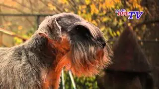 Zwergschnauzer: Informationen zur Rasse