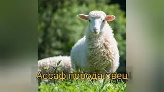 АССАФ ПОРОДА ОВЕЦ. ВСЕ О ПОРОДЕ.