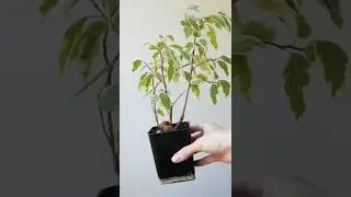 Пересадка фикуса Бенджамина 
