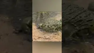 Bullfrog