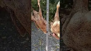 Забил молодых Индоуток.