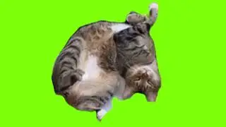 green screen cute cat sleeping relaxing