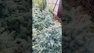 Ель белобока ) условия приобретения, в комментариях ❤️🌲