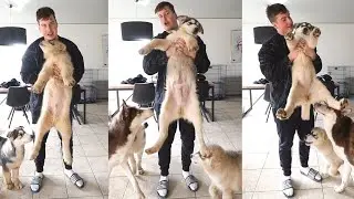 DIT ZIJN 3 MONSTER PUPPIES!