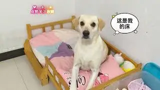 这狗一定是人变的，就没有它不不知道的#萌宠出道计划 #不养狗不知道养狗的乐趣 #狗子成精了