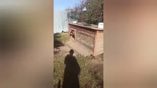 Нам очень нужен песок для того чтобы закрыть подкопы🙏🏼