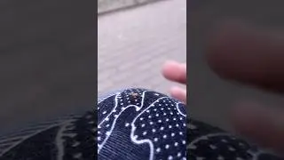 Наказал комара/punished a mosquito 
