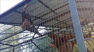 Обезьянья сигнализация