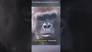 😂🦍 Gorilla Fell in Love at First Sight, But He Kept Running Away!