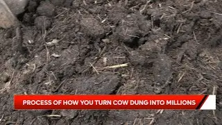 Start turning cow dung into millions today. 