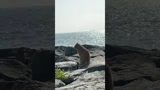 Kedi’nin deniz keyfi💙 