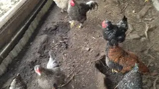ЧТО И КАК ВСХОДИТ