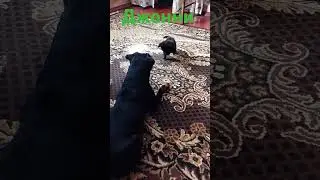 Джонни и маленькая Кнопа🥰