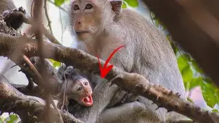 Baby hungry on the tree he can only cry😢.