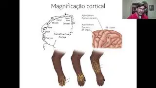 Aula 16 - Os sentidos da pele (parte 2)