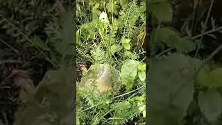 Муж разложил кристаллы на даче ❤️