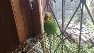 #попугай Триша - Дебил видео 3