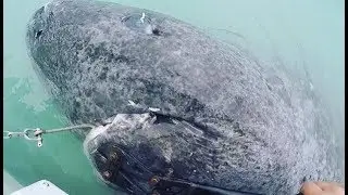 Шок! Нашли Бессмертную Акулу Возрастом 512 лет