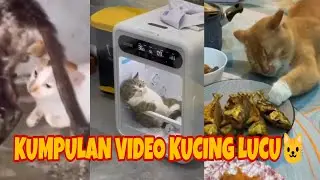 Memes Cats Compilation (Kumpulan Kelakuan Kucing Random) Part 1