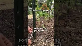 I Made A Tomato Trellis With The Biggest Yields!