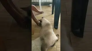 День рождения а Маня шкодит