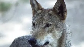 Волки и дзерены Wolf vs Mongolian gazelle